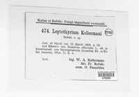 Leptothyrium kellermanii image